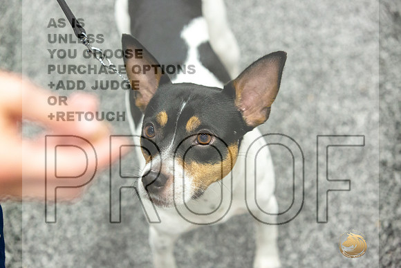 Rat Terrier Rings-JJL_0841-HOUSTON21-HR3