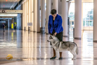 Siberian Husky VJ Thurs