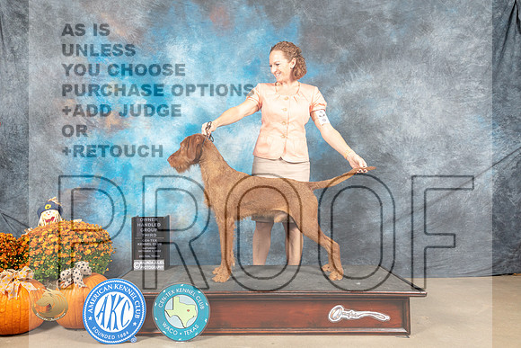 Wirehaired Viszla #5 Sat OHG3 Judge Dr Dan Dowling_MJ_6085_Belton_2022_HR3