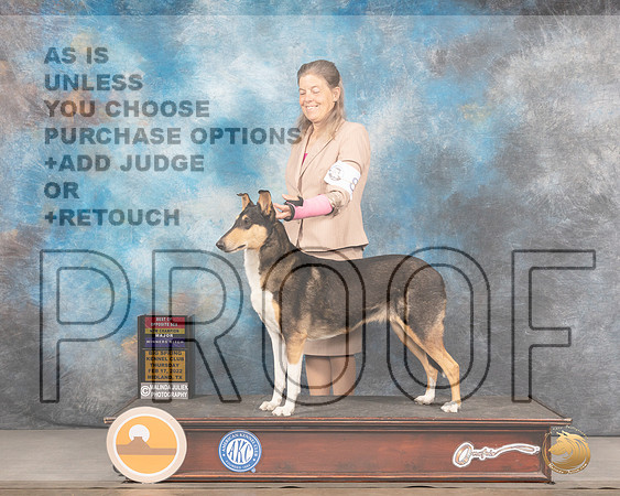 Collie Smooth #8 Thurs BOSWB Judge Del RichardsMMJ_2348_Mdlnd2022_HR3