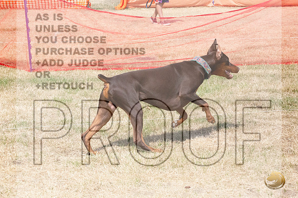 Doberman Pinscher Percision Coursing Sat Longview WA 2024_JJL_3711_Longview WA_2024_HR3