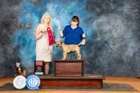 Border Terrier #5 Sun G2 Judge Pamela Wilson