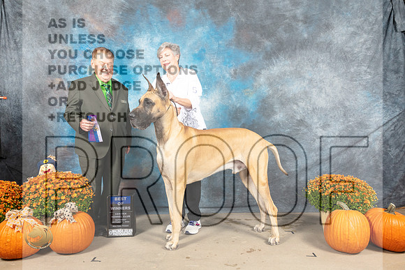 Great Dane #5 Sat WDBOW Judge Del Richards_MJ_5571_Belton_2022_HR3