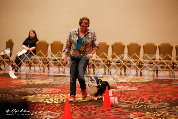 _JJ_7622-HstnCorgiFeb2015-HR3
