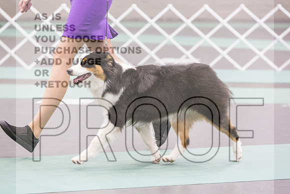 Australian Shepherd Rings Sat_JJL_9176_UKCLNGVIEWOCT2024_2024_HR3