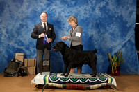Labrador Retriever #5 Sun BOW