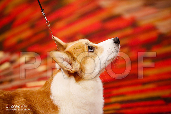 _JJ_0452-HstnCorgiFeb2015-HR3