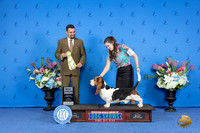 Basset Hound #j515 FRI BJr Judge Joao Machado