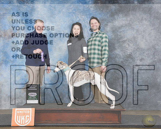 Whippet #214 Sat Nosework Novice Judge Peter BWhippet #214 Sat Nosework Novice Judge Peter B_WP_4021e-UDOG Longview TX Jan 31- Feb 2 2025-HR3