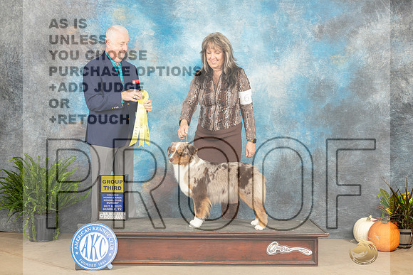 Miniature American Shepherd #6 Sun G3 Judge Steve Keating-_JP_7492e_Humble2023-HR3