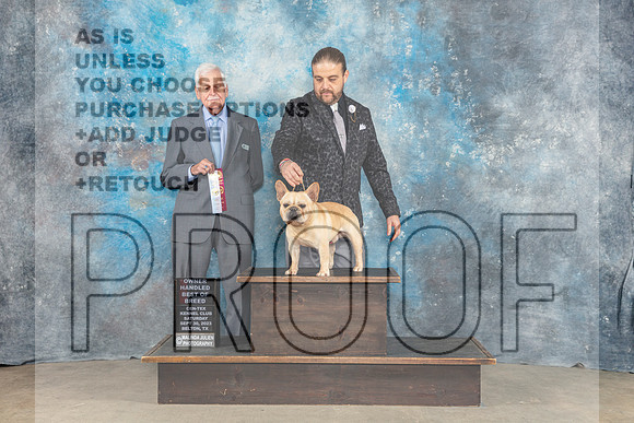 French Bulldog 17 Sat SD Judge Malcom Moore-_CL_6729_Belton2023-HR3