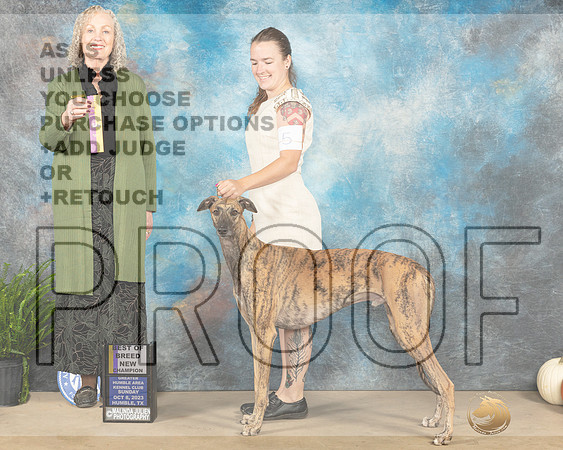 Greyhound #5 Sun BOBCH Judge Kim Meredith-_JP_6881e_Humble2023-HR3