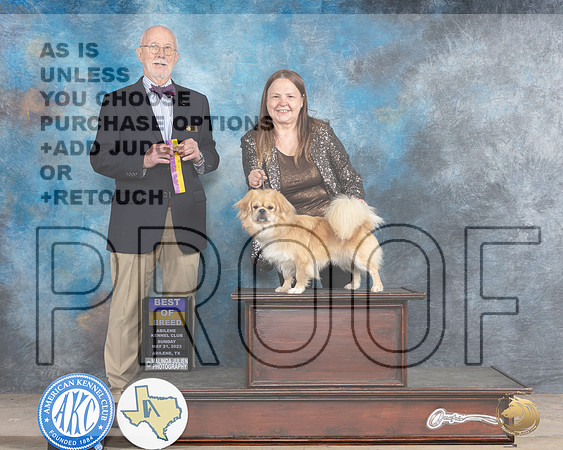 Tibetan Spaniel #7 SUN BOB Judge Ronald V HornMJP_1494_Abilene2023_HR3