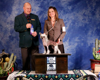 Chinese Crested #22 WB Maj Etter Lauren & Karen Young Judge B Jenkins