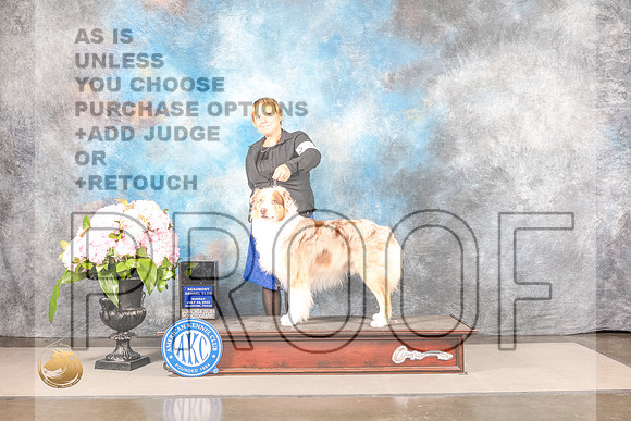 Australian Shepherd #23 SUN CW Judge Janet FinkAustralian Shepherd #23 SUN CW Judge Janet Fink_MJ_7933_Houston_2022_HR3_Houston_2022_HR3