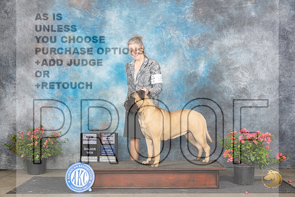 Bullmastiff #10 Sat WBBOSMCH Judge Paul F Willhauck__JP_4894_San Antonio_2024_HR3