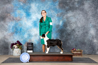Australian Shepherd #10 Sun 4-6PUPG1 Judge Del Richards