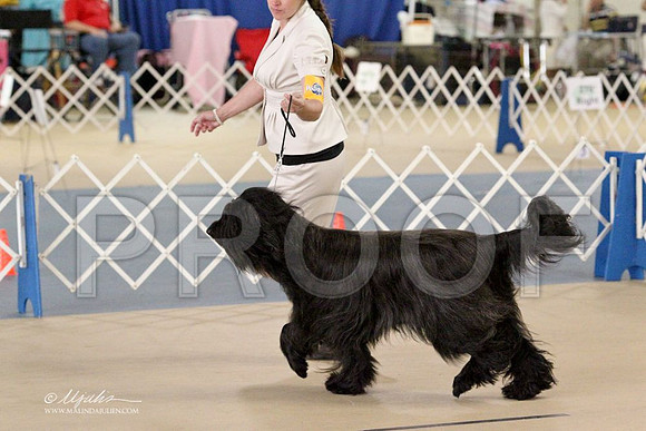 Briard-2692LR