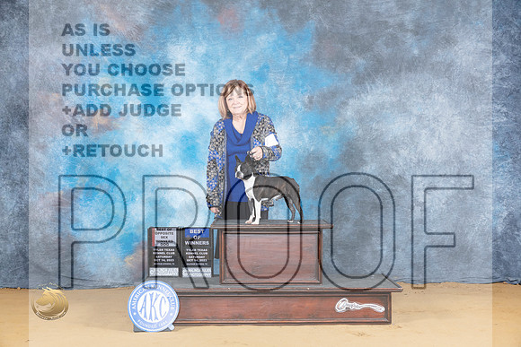 Boston Terrier #7 Sat BOSBOW Judge Marcia Galiga_JP_8006_SulSprng2023_HR3