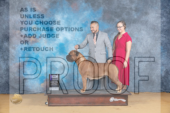 Bullmastiff #12 Sat WB Judge Bridget Brown_JP_7926_SulSprng2023_HR3