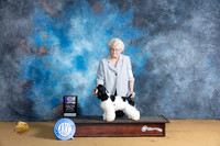 Cocker Spaniel Parti #7 Sat BOWM Judge Bridget Brown
