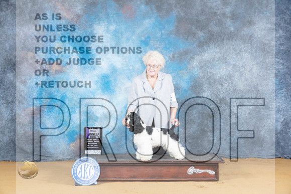 Cocker Spaniel Parti #7 Sat BOWM Judge Bridget Brown_JP_8001_SulSprng2023_HR3