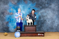 French Bulldog #19 Sat Judge Carol Graham