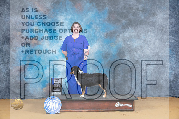 Miniature American Shepherd #12 Sat 6-91 Judge Carol Graham_JP_7988_SulSprng2023_HR3
