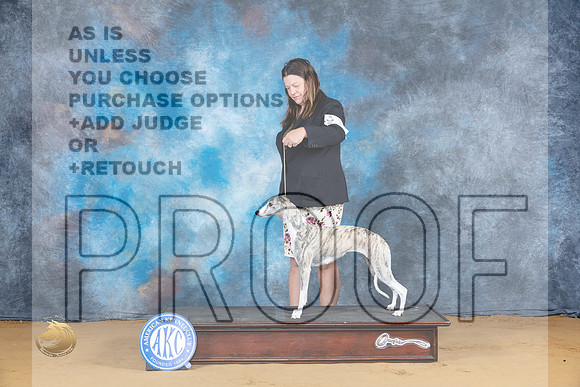 Whippet #16 Sat BOW Judge Suzanne Dillin_JP_7859_SulSprng2023_HR3