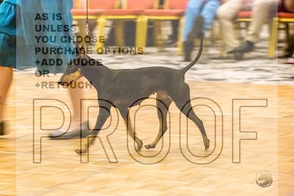 Manchester Terrier MTOY Candids-JJL_2132-Hstn2022_HR3