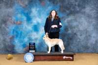Mudi #11 Sat BOW Judge Carol Graham
