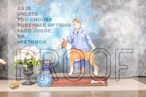 Boxer #49 SUN WD Judge John WadeBoxer #49 SUN WD Judge John Wade_MJ_8170_Houston_2022_HR3_Houston_2022_HR3