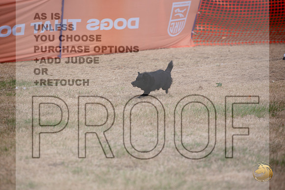 Schipperke Percision Coursing Sat Longview WA 2024_JJL_3753_Longview WA_2024_HR3