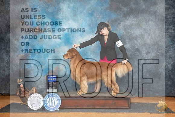 Golden Retriever #19 Fri G1 Judge Suzanne Dillin r__JP_7757_MARSHALL_2024_HR3