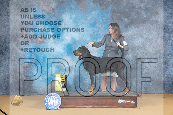 Black and Tan Coonhound #5 Sat G3 Judge Carol Graham_JP_8296_SulSprng2023_HR3