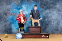 Border Terrier #8 Sat G3 Judge Lee Anne Bateman