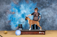 Boxer #5 Sat OHG2 Judge Bridget Brown