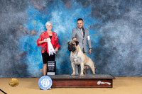 Bulmastiff #5 Sat G4 Judge Lee Anne Bateman