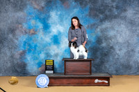 Papillon #5 Sat G3 Judge Suzanne Dillin