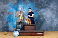 Pomeranian #J500 Sat BJr Judge Thomas Schoneberger