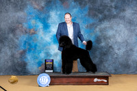 Poodle Std #7 Sat BOB Judge Carol Graham