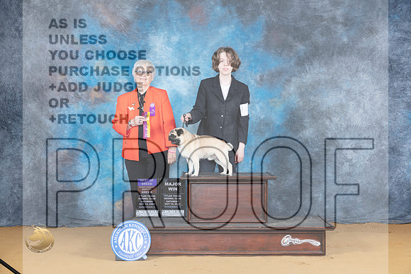 Pug #5 Sat BOBOHBOBM Judge Suzanne Dillin_JP_8144_SulSprng2023_HR3