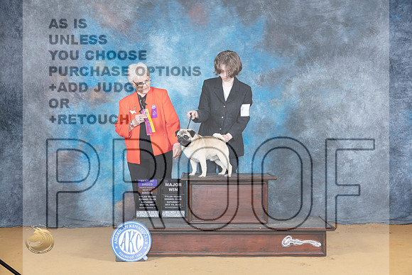 Pug #5 Sat BOBOHBOBM Judge Suzanne Dillin_JP_8146_SulSprng2023_HR3