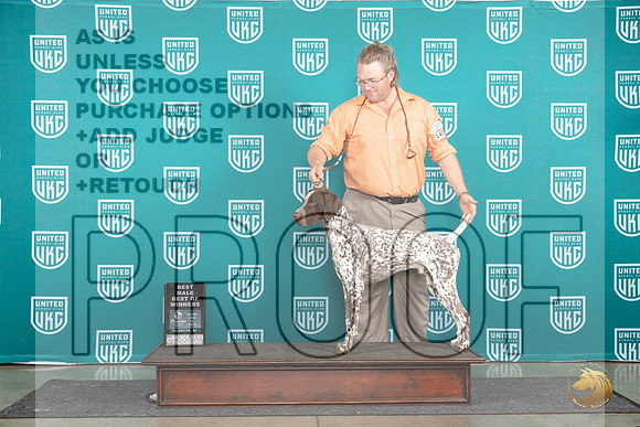 German Shorthaired Poinnter #474 Fri BMBOW Judge Tracie Karsjens__JP_1567_Premier_2024_HR3