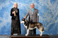 Siberian Husky #9 Sat BOB Suckling Philip & Cheryl Judge Mrs Nancy D Simmons