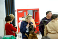 Belgian Malinois #313 Fri Tracie Kolhnsberg Peanut