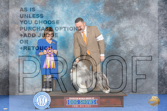 Shetland Sheepdog #23 WED BISS Judge Sheryl Kendrick__JP_7039_Houston_2024_HR3