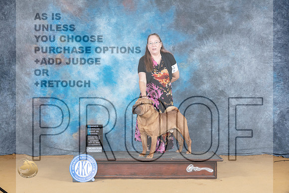 Chinese Shar Pei #5 Sat OHBIS Judge Carol Moser_JP_8364_SulSprng2023_HR3