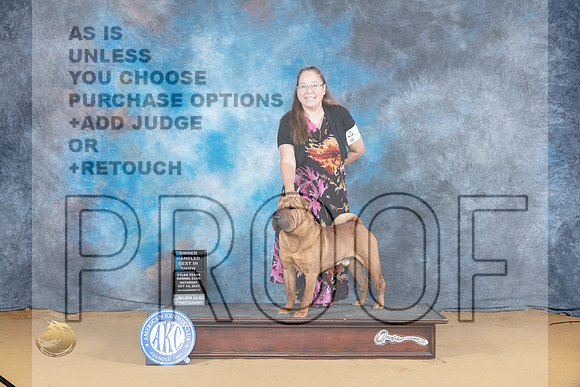 Chinese Shar Pei #5 Sat OHBIS Judge Carol Moser_JP_8367_SulSprng2023_HR3