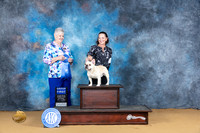 French Bulldog #19 Sat G1 Judge Carol Graham